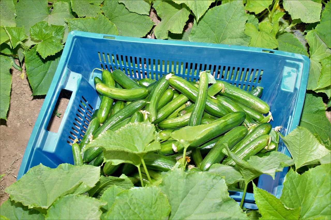 greenhouse